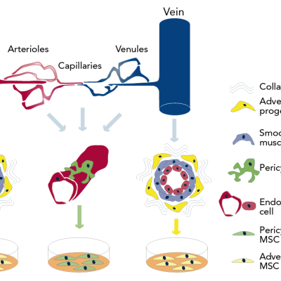 Origin of Potential Stem Cells. Modified from an Original Drawing by Mirko Corselli