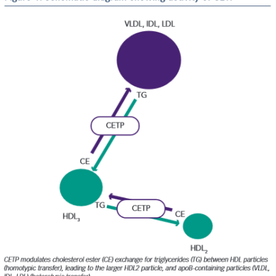 Schematic diagram showing activity of CETP