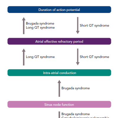 Effects Of Different Cardiac Channelopathies On Atrial Electrophysiology