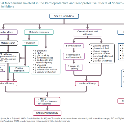 Potential Mechanisms Involved In The Cardioprotective