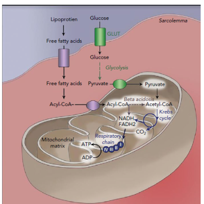 Depiction Of Cardiomyocyte Metabolism