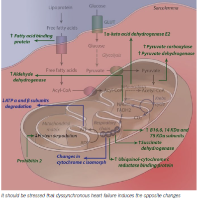 Alterations Induced Under Cardiac Resynchronisation Therapy