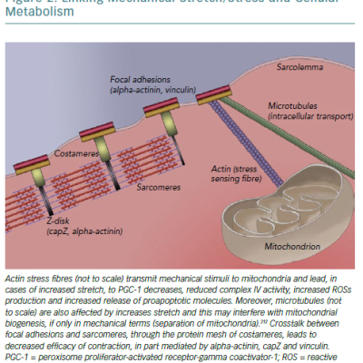 Linking Mechanical Stretch