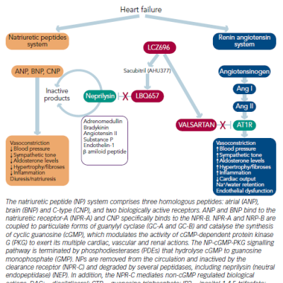 Figure 1 The Role of the Natriuretic Peptides in Heart Failure