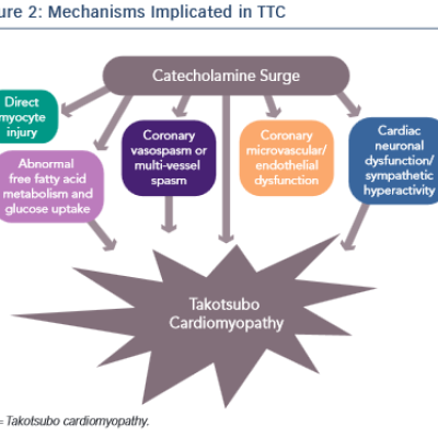 Mechanisms Implicated in TTC