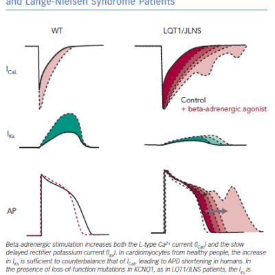 Effect of Beta-adrenergic Stimulation on Cardiomyocytes