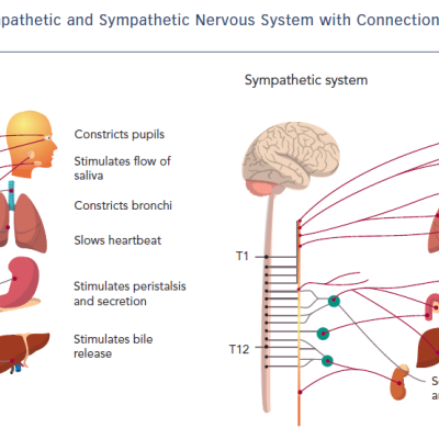 Various Organ Systems