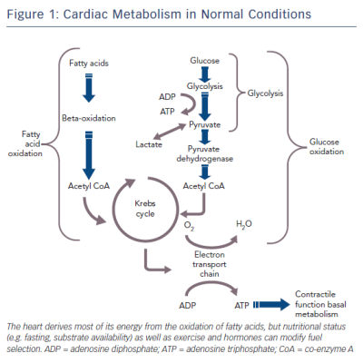 Cardiac Metabolism in Normal Conditions