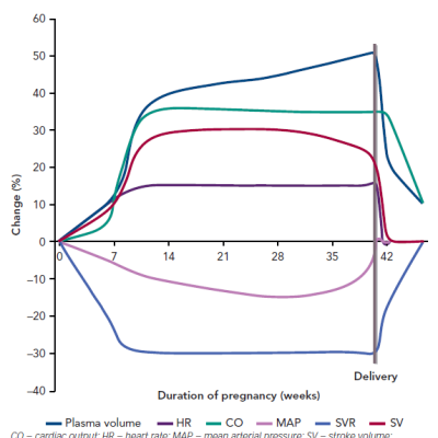 Hemodynamic Changes Throughout Pregnancy