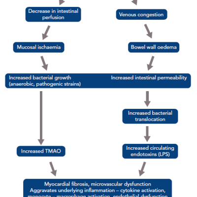 Hypothesis of the Heart–Gut Axis in Heart Failure