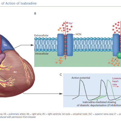 Mechanism of Action of Ivabradine