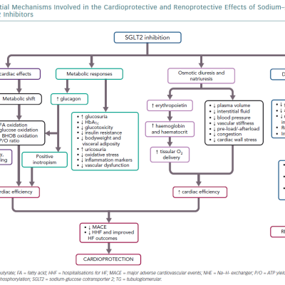 Potential Mechanisms Involved in the Cardioprotective and Renoprotective Effects