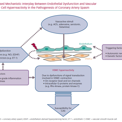 Proposed Mechanistic Interplay