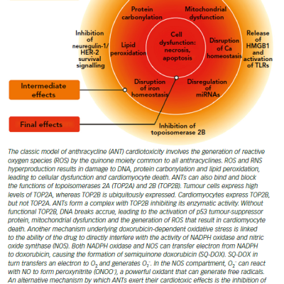 The Main Mechanisms of Anthracycline-induced Injury to Cardiac Cells