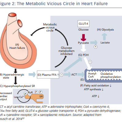 The Metabolic Vicious Circle in Heart Failure