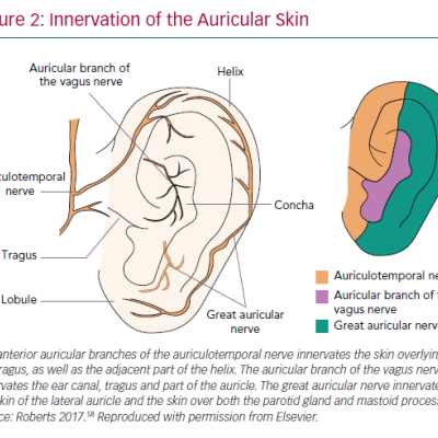 Innervation of the Auricular Skin