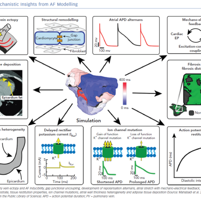 Mechanistic Insights from AF Modelling