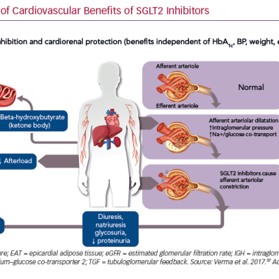 Proposed Mechanism of Cardiovascular Benefits