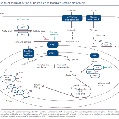 The Mechanism of Action of Drugs Able to Modulate Cardiac Metabolism