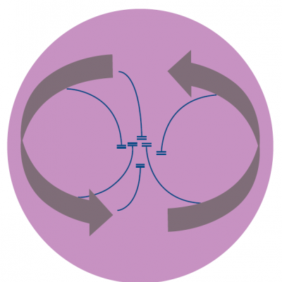 Functional Re-entry Circuit Demonstrating the Leading Circle Concept