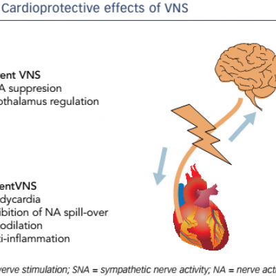 Cardioprotective effects of VNS