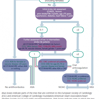  Decision Tree for Antithrombotic Therapy in Patients with Non-valvular Atrial Fibrillation