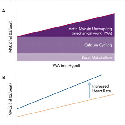 Relationship between oxygen consumption and PVA b Impact of heart rate
