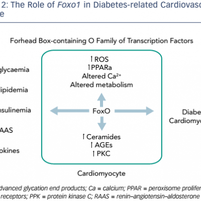 The Role of Foxo1 in Diabetes-related Cardiovascular Disease