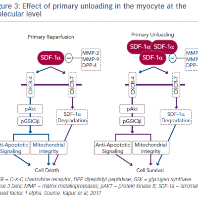 Effect of primary unloading in the myocyte at the molecular level