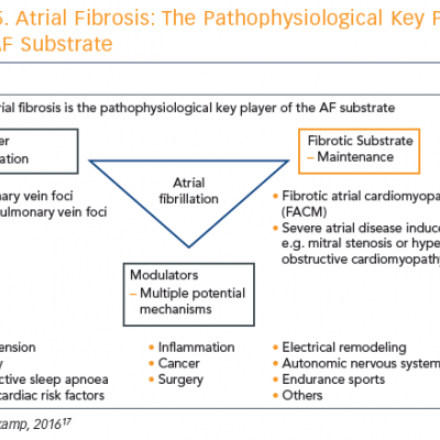 Atrial Fibrosis The Pathophysiological Key Player of the AF Substrate