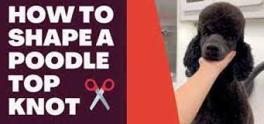 How to do your poodle hair